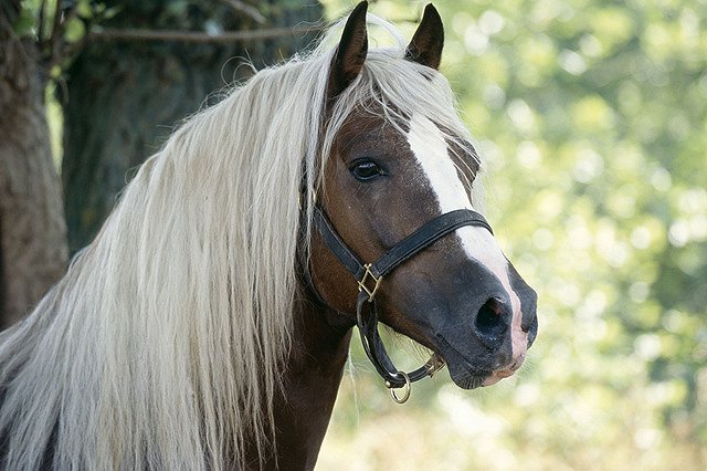 Уралец засудил племенное хозяйство за то, что его кобыла родила от беспородного