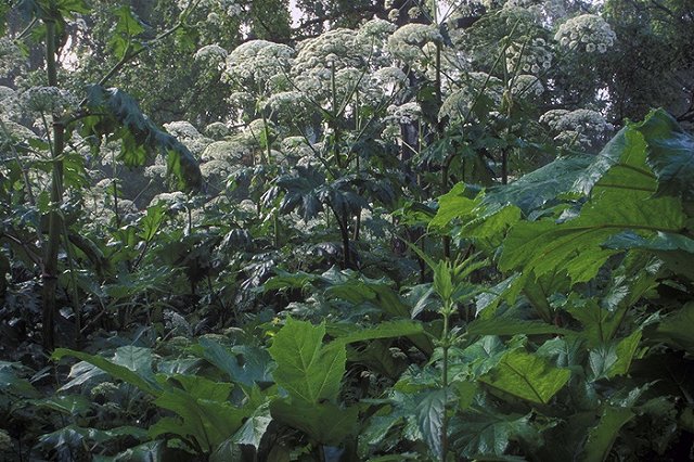 В окрестностях Екатеринбурга разрастается ядовитое растение