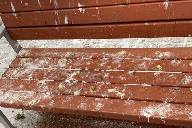 «Просто отвратительный запах»: Зелёную Рощу атаковали вороны