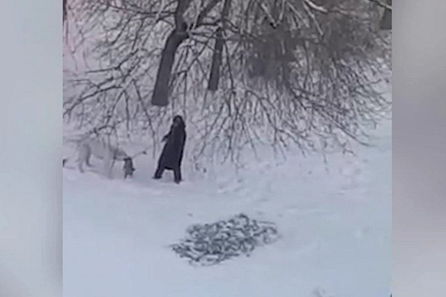 В Екатеринбурге алабай набросился на маленькую собачку