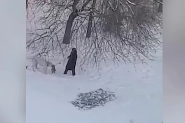 В Екатеринбурге алабай набросился на маленькую собачку