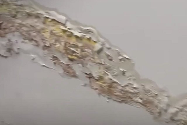 В Екатеринбурге жителей элитного дома в центре атакуют насекомые и грибы