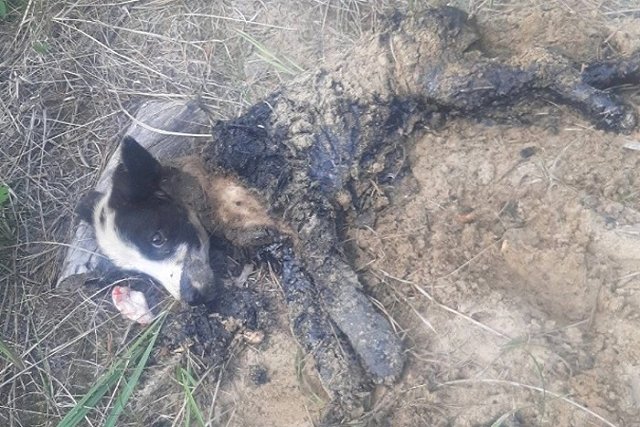В Тавде вновь животные едва не погибли в луже гудрона