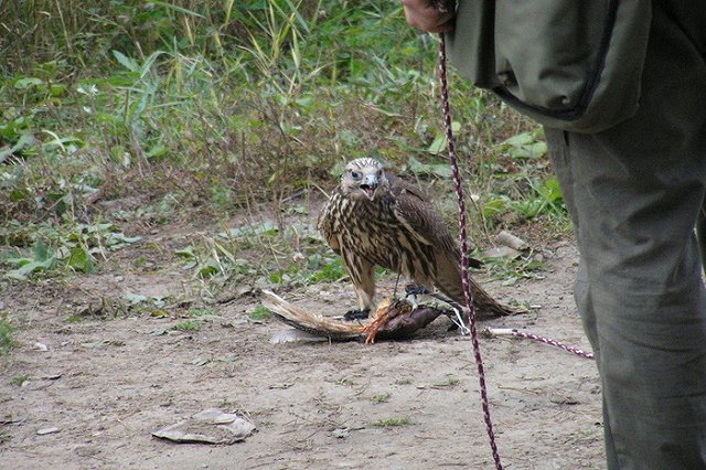 Посчитать птиц предлагает всем желающим Висимский заповедник