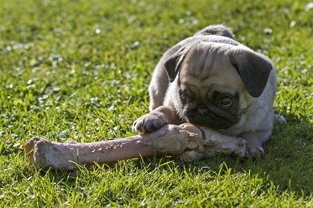 Роспотребнадзор сообщил, кто был прав в споре хозяина мопса и охраны магазина