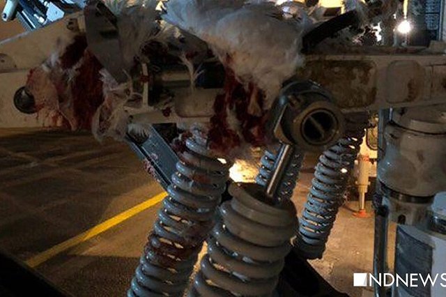 Появились снимки самолета, столкнувшегося при взлете со стаей птиц