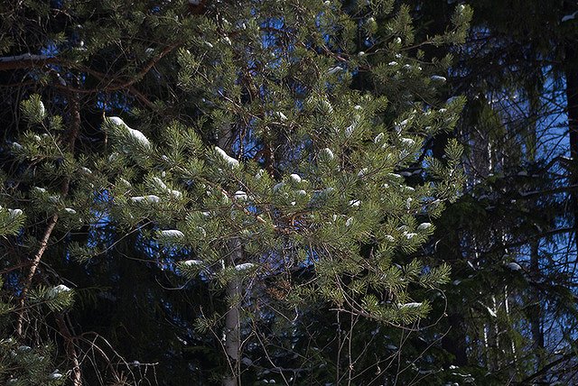 Ботанический сад готовится к усиленной охране елок
