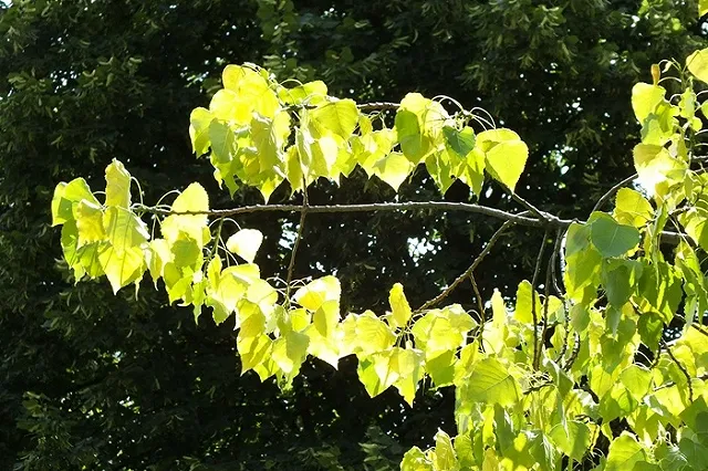 Администрация заказывает проект реконструкции парка-стадиона «Химмаш» к ЧМ-2018