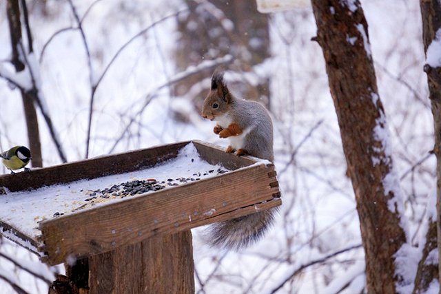 Cиноптики объявили об окончании зимы в столичном регионе