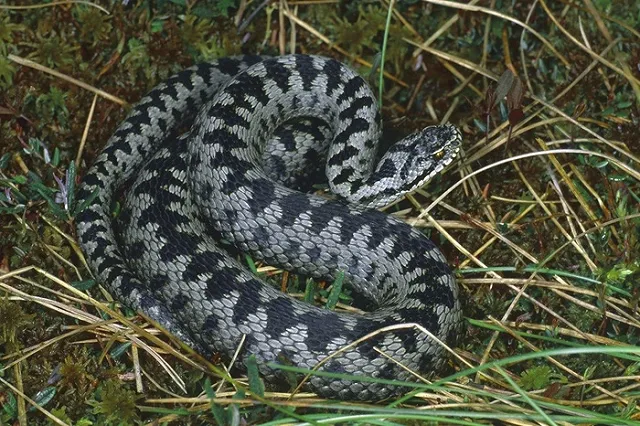 Открыли сезон: ядовитые гадюки покусали двух екатеринбуржцев