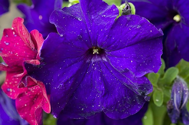 Масштабная кампания по высадке цветов стартовала в столице Урала