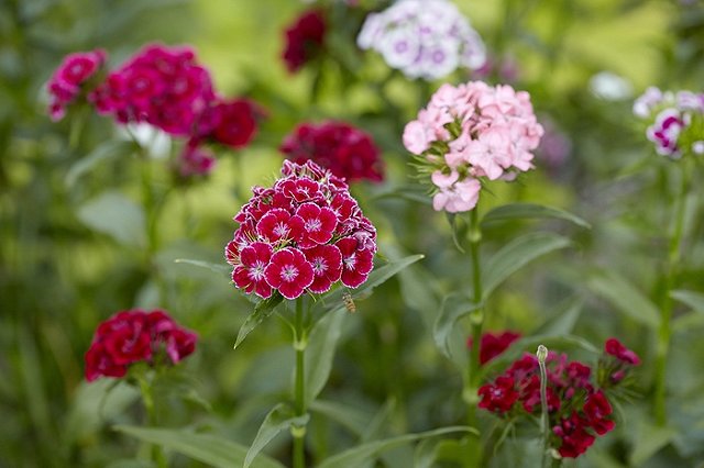 Сотрудник аэропорта Кольцово пытался украсть 375 гвоздик