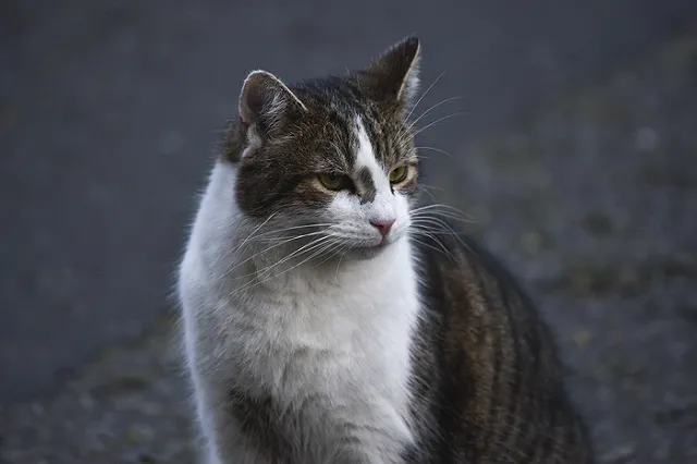 Живодер на Урале приговорен к колонии строгого режима