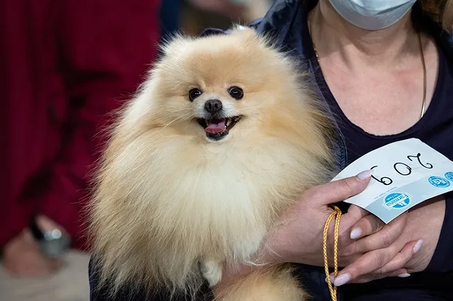 Жительница Свердловской области гонялась за собакой, которой не существовало