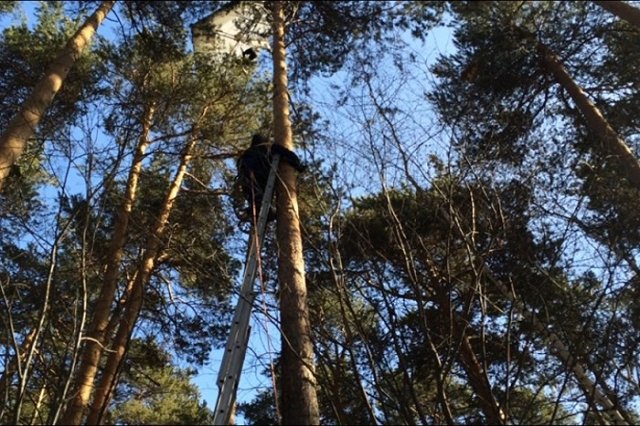 Муж дельтапланеристки объяснил, как она застряла между деревьями
