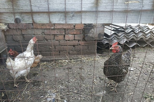 Крупный бизнес выступил против разведения кур в личных хозяйствах россиян