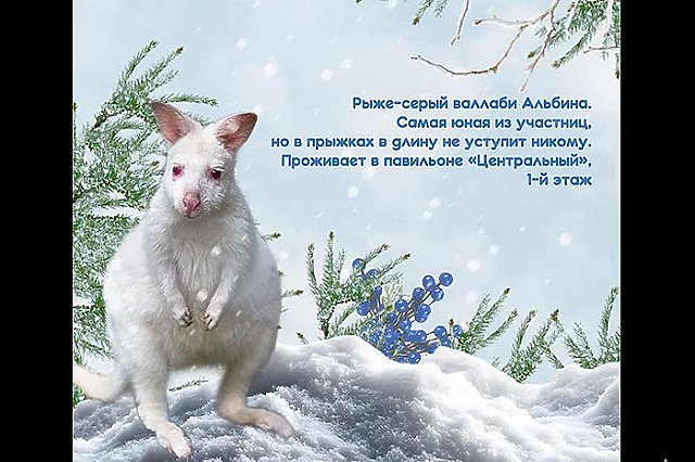 Зоо-Снегурочку выбрали в Екатеринбургском зоопарке