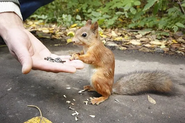 В Екатеринбурге выбрали пять парков, которые могут благоустроить в 2022 году