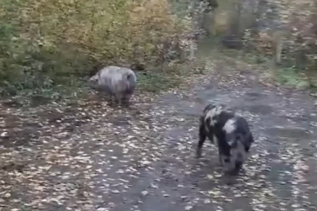 На екатеринбургском кладбище поселились свиньи