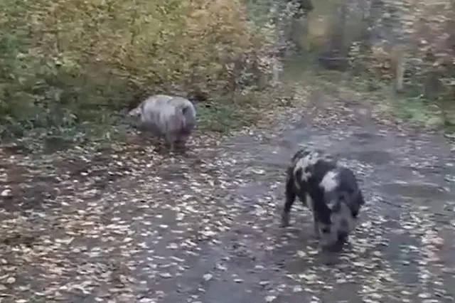 На екатеринбургском кладбище поселились свиньи