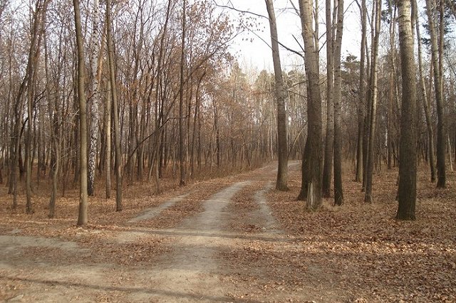 Основинский парк хотят сделать особо охраняемым