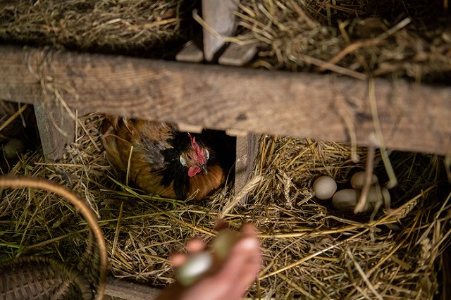 В России резко подорожали куриные яйца