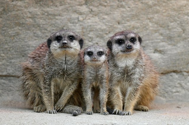 Ко Дню святого Валентина зоопарк в США предлагает «скормить бывших» сурикатам