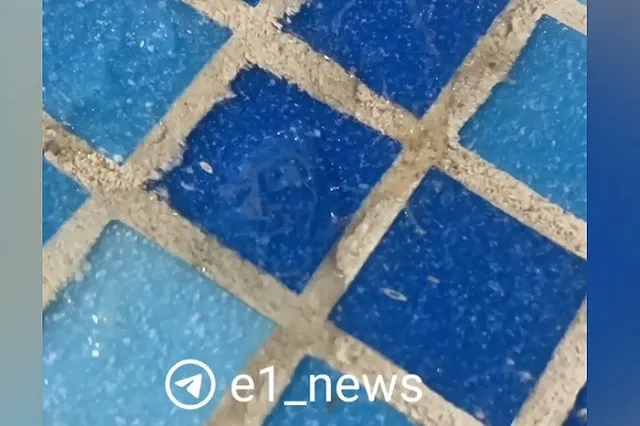 «Они копошились и расползались»: екатеринбуржцы обнаружили в бассейне сауны сгусток червей