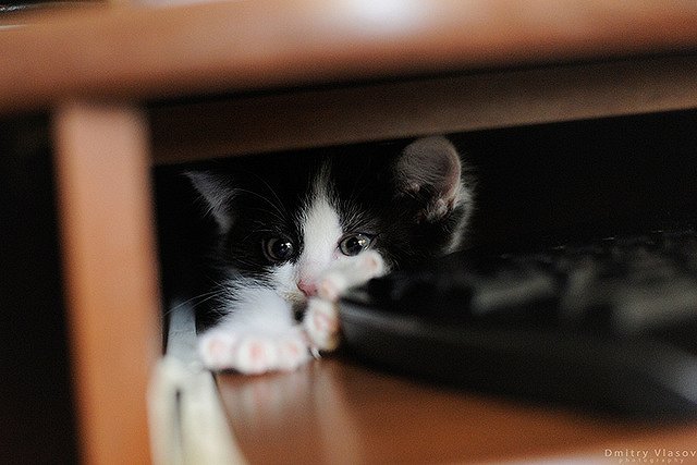 Кот напал на женщину, заговорившую с ним «по-кошачьи»