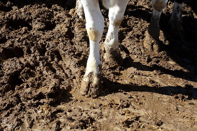Недовольный фермер закидал окна облправительства замороженным навозом