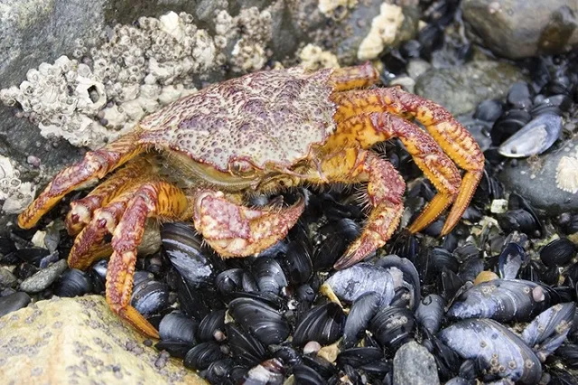 Минвостокразвития РФ предложило Японии рыбные квоты в обмен на инвестиции