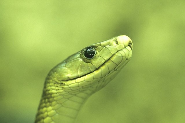 Натравивший на себя ядовитую змею в прямом эфире блогер скончался
