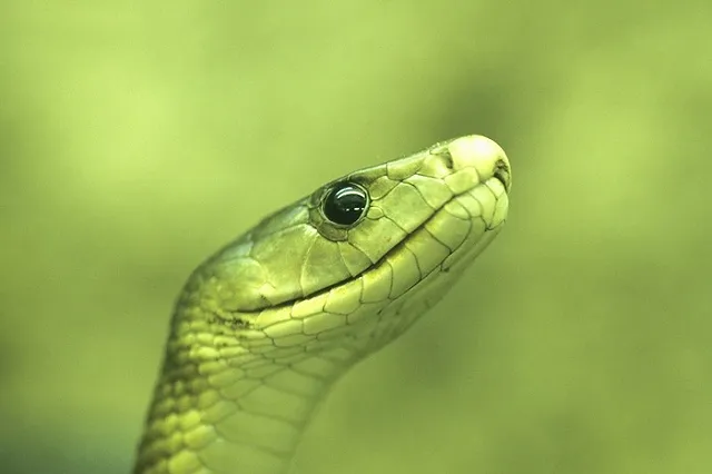Натравивший на себя ядовитую змею в прямом эфире блогер скончался
