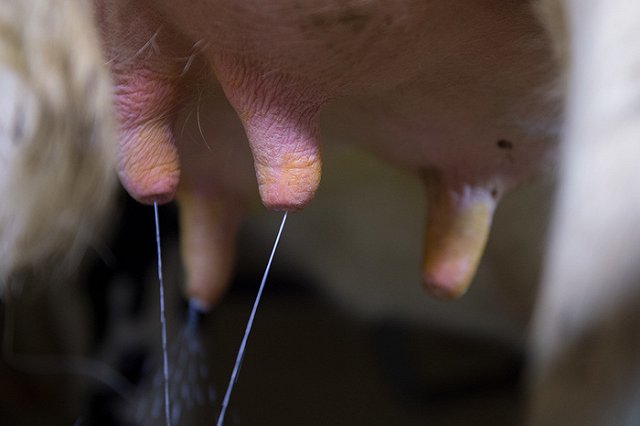 Уральские ученые доказали, что молоко из пакетов опасно для здоровья