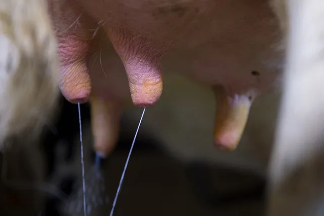 Уральские ученые доказали, что молоко из пакетов опасно для здоровья