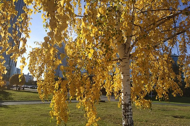 В Гидрометцентре рассказали о погодной аномалии в России