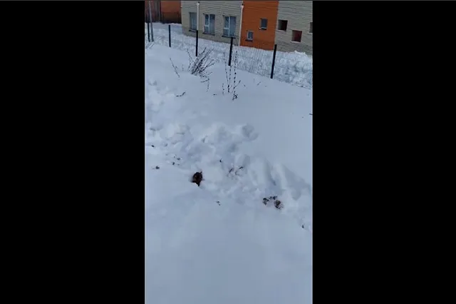 Екатеринбуржцы предлагают начать наказывать хозяев, не убирающих собачьи фекалии за питомцами