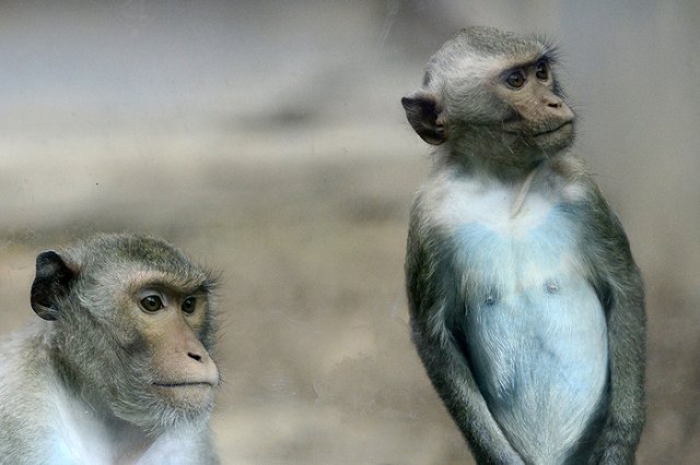 Обезьянка Мими сбежала из челябинского зоопарка