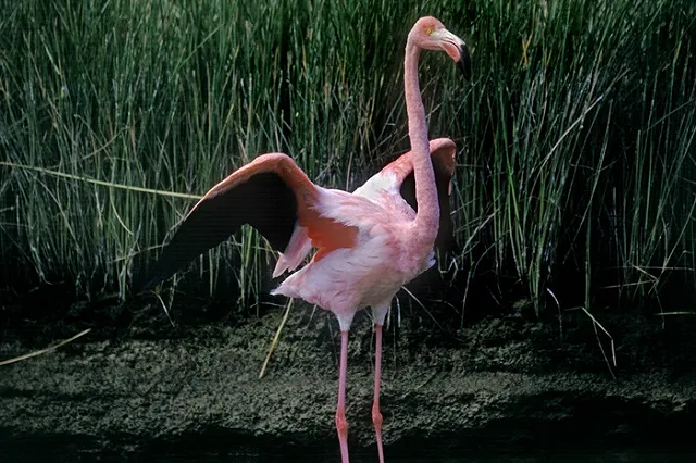 Житель алтайского села спас отбившегося от стаи розового фламинго