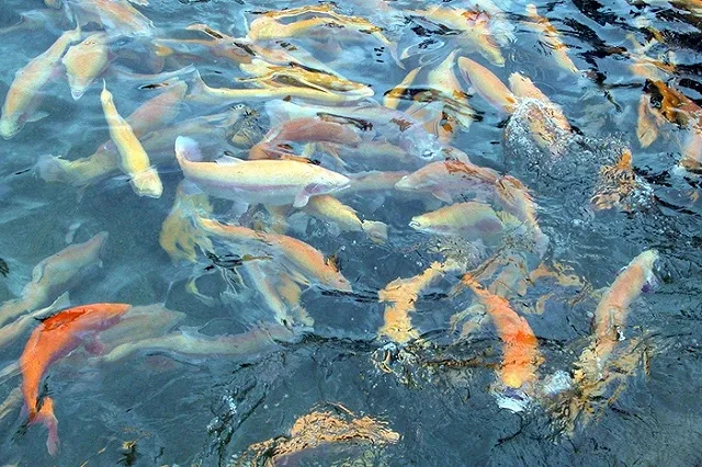 Россельхознадзор уничтожил ввезенную под видом варенья британскую форель