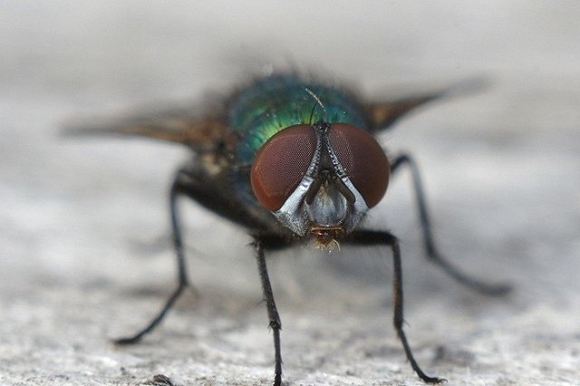 Жительница Нижнего Тагила пожаловалась на мух в «Райте»