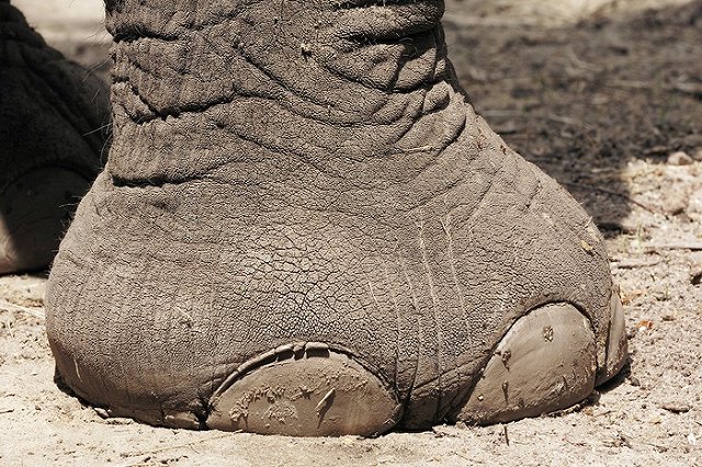 В зоопарке Екатеринбурга рассказали, почему слониха Даша такая худая