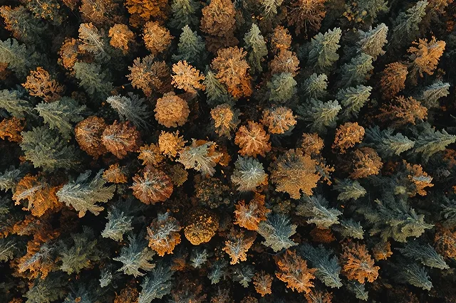 Спасатели возобновили поиски пропавшей в красноярской тайге семьи Усольцевых