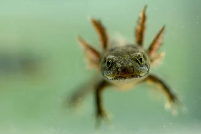 Редкие для зоопарков земноводные дали потомство в Екатеринбурге