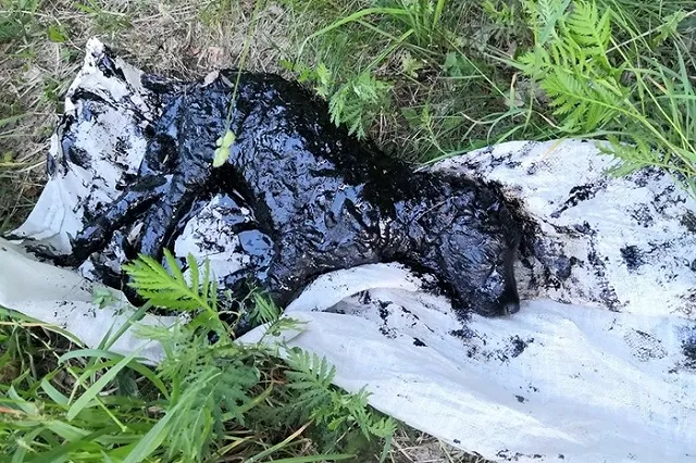 Залитую гудроном собаку спасли в Свердловской области