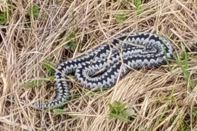 В лесу под Екатеринбургом заметили опасную змею