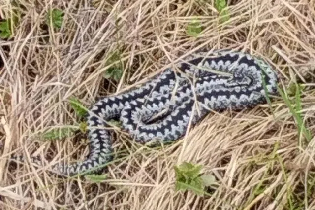 В лесу под Екатеринбургом заметили опасную змею