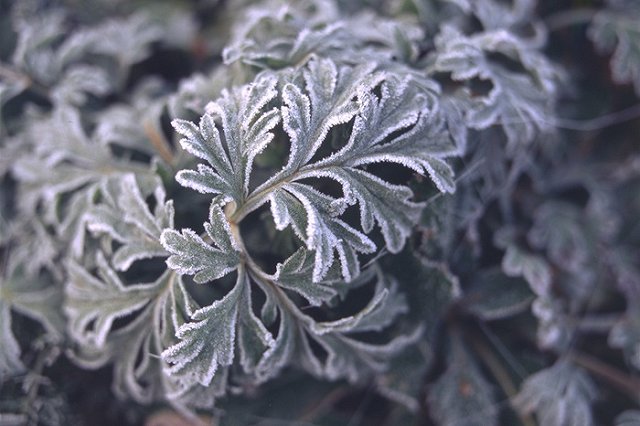 Наблюдайте народные приметы. Луппенские заморозки