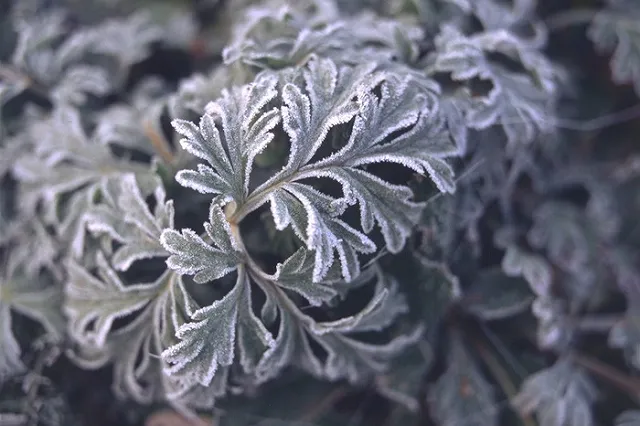 Наблюдайте народные приметы. Луппенские заморозки