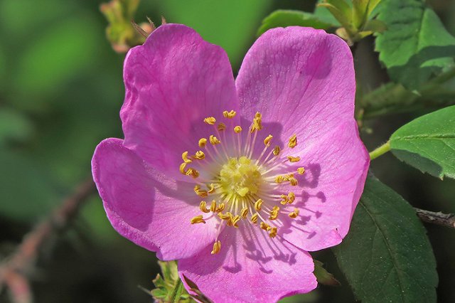 Из-за наступившего «бабьего лета» в Тюмени зацвел шиповник